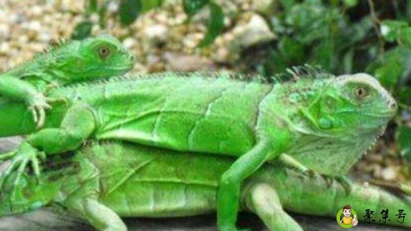 iguana是变色龙吗