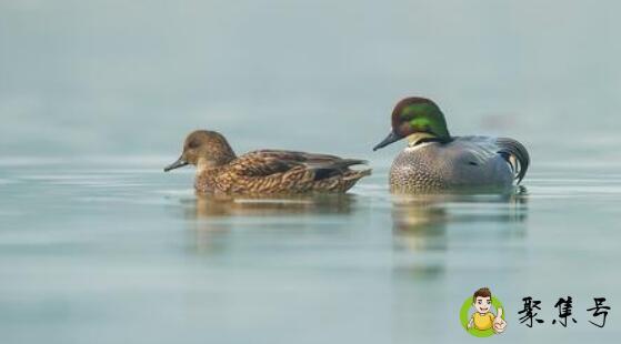 早鸭是什么意思