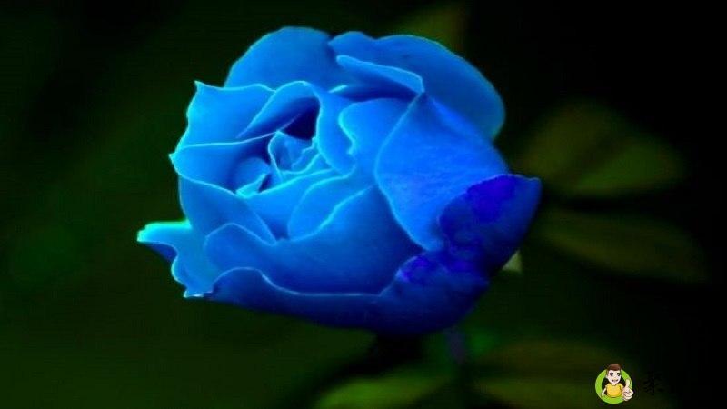 玫瑰颜色的含义是什么