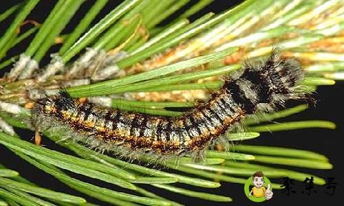 松毛虫能吃吗