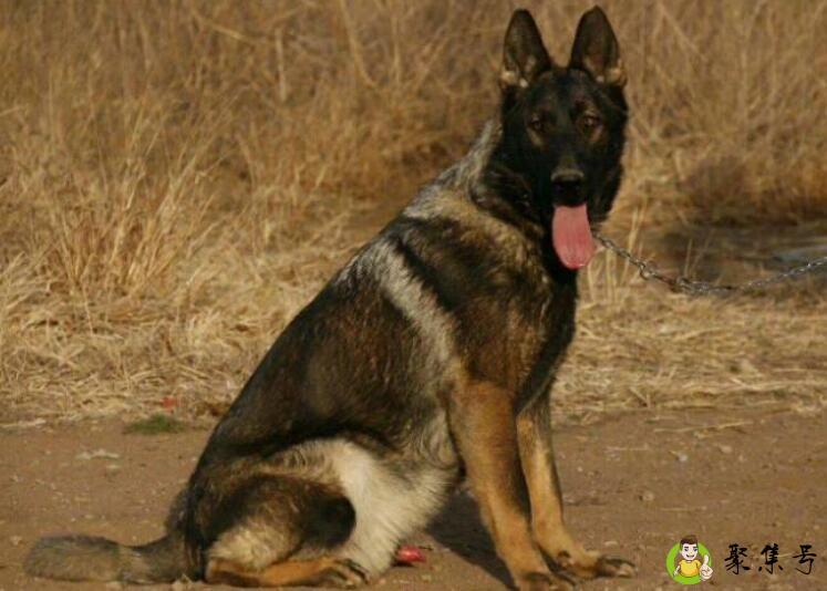 东德犬成长最快的月份