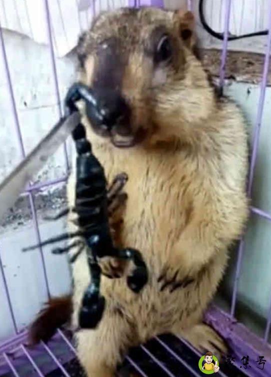 给土拨鼠喂炸蝎子，主人说可香了，土拨鼠：放过我，我不是啥都吃