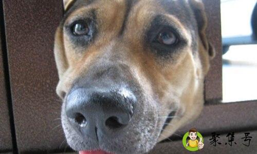 憨狗是什么意思