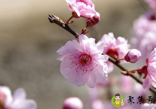 梅花的特点和精神