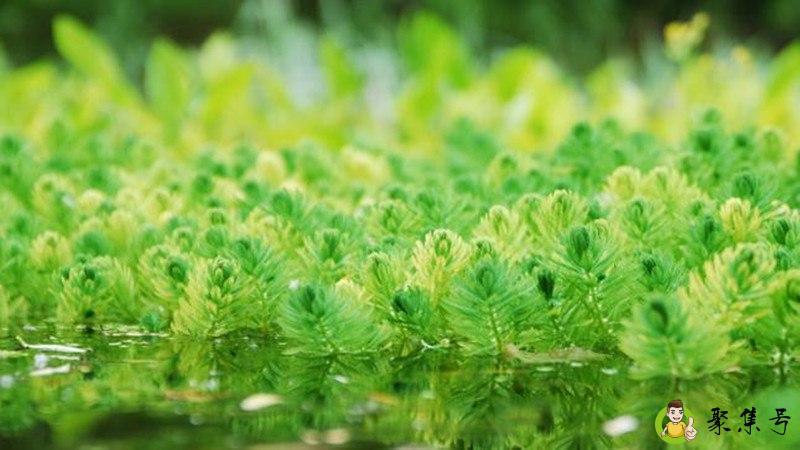 绿水快速变清放多少盐