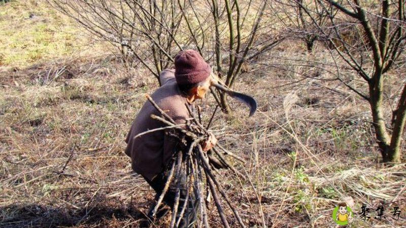 老母亲是什么意思