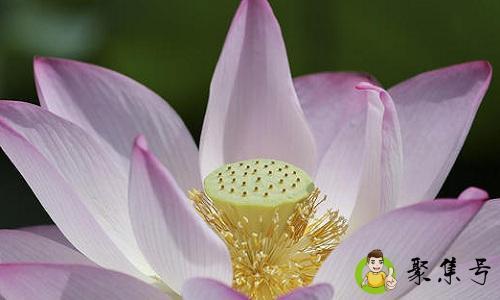 晚风来去吹香远蔌蔌冬青几树花什么意思