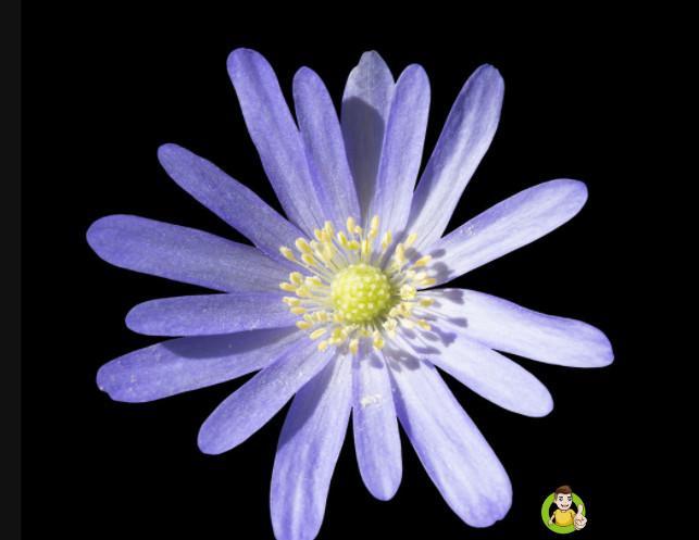 紫金花和紫荆花区别