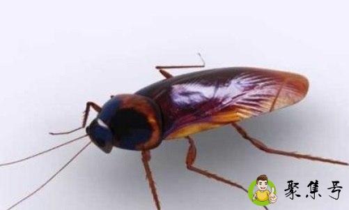 房间蟑螂如何彻底清除
