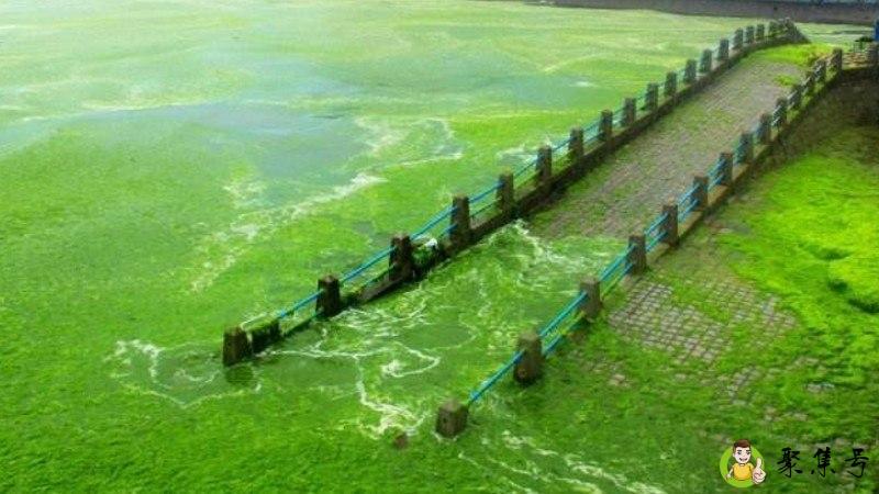 青岛浒苔可以吃吗