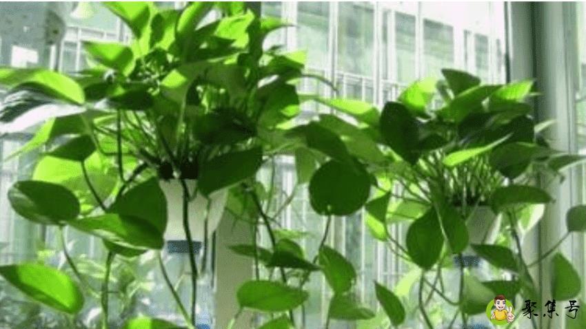 水培绿萝可以养鱼吗