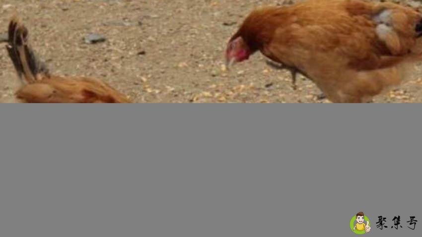 稻谷与玉米喂鸡区别