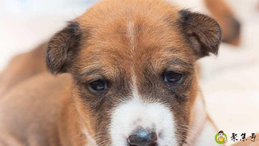 狗狗爱听的音乐有哪些