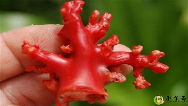 阿卡珊瑚的五个等级