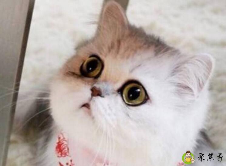 小猫打完疫苗没精神什么原因