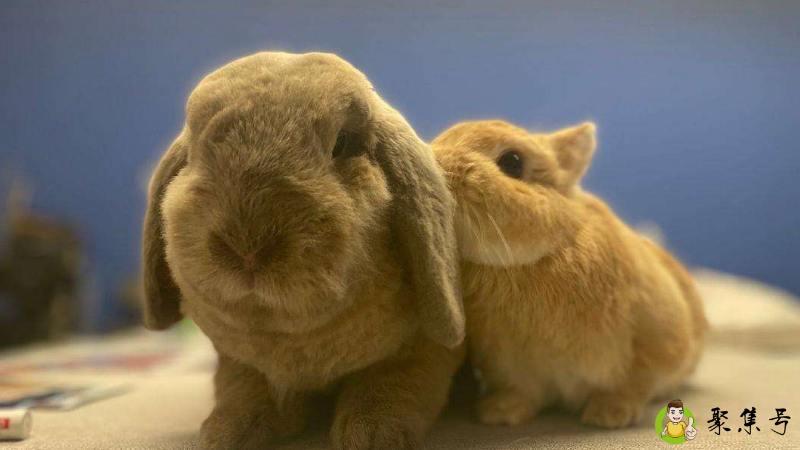 哥哥贴贴是什么意思