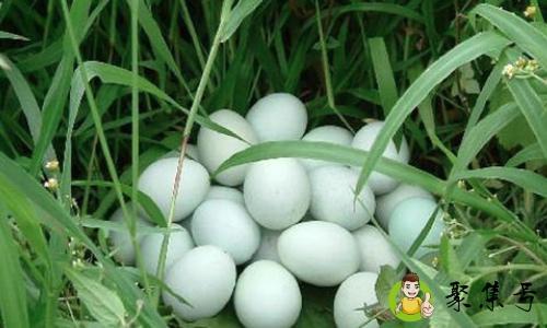 绿皮鸡蛋的营养价值是什么