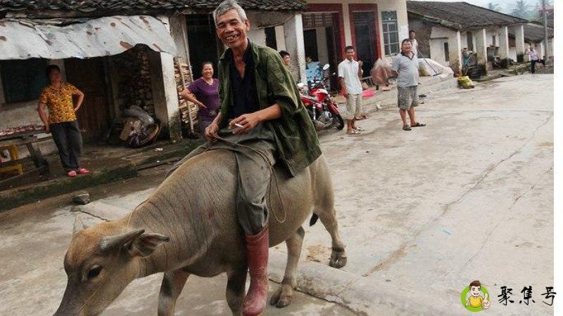 忠厚一生是什么生肖