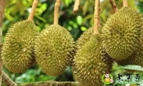 甲仑和金枕的区别