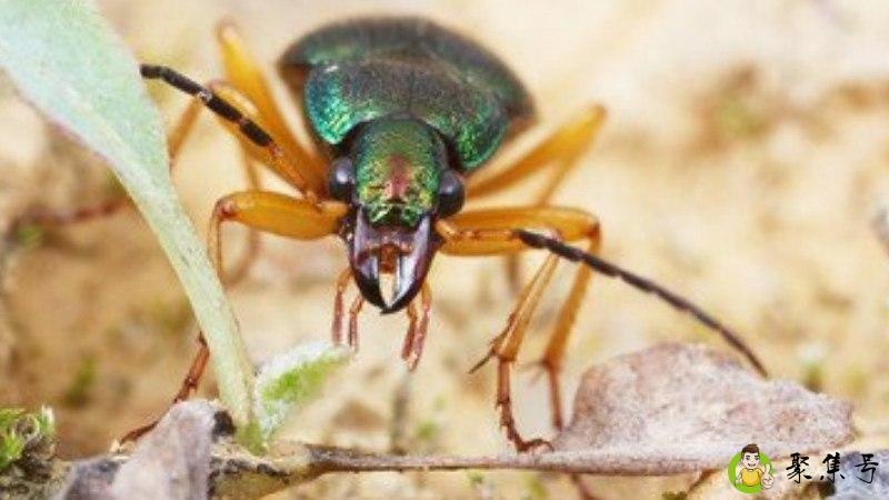 家里青步甲是怎么来的