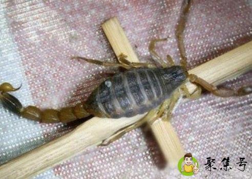 抓蝎子一般在几月份