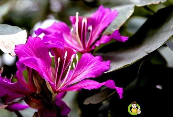 香港特别行政区的区花是什么