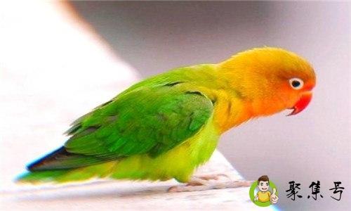 牡丹鹦鹉耐寒多少度