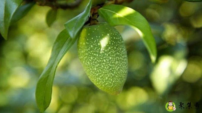 寒天和爱玉的区别