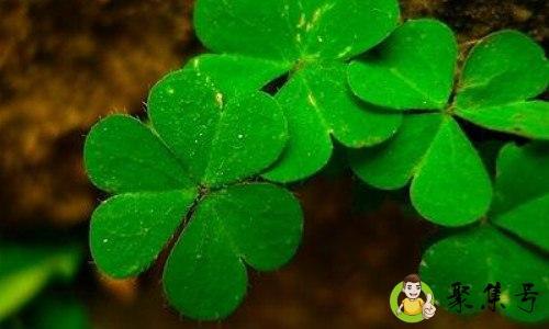 三叶草的花语