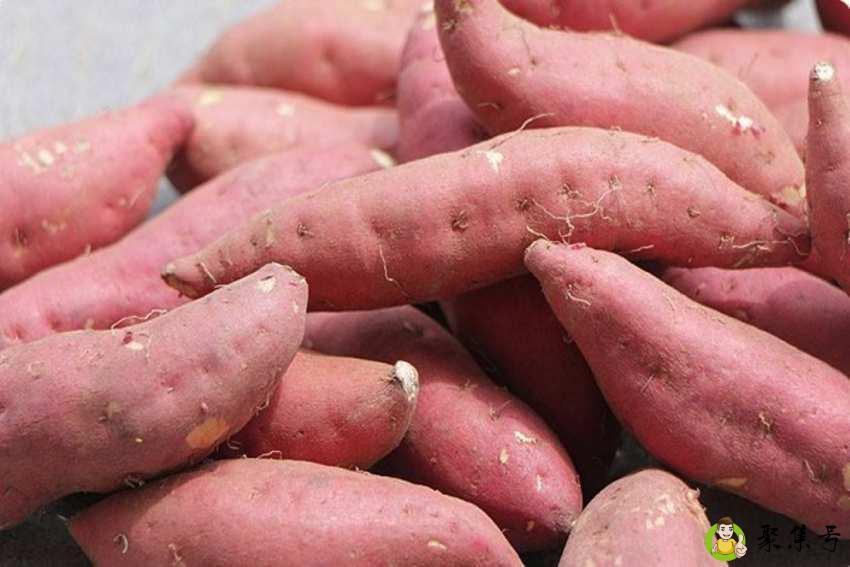 山芋和芋头的区别