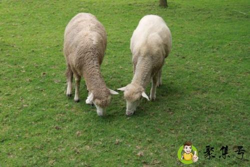 针线属于什么动物