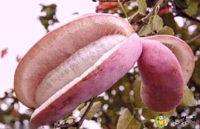 八月炸是什么水果