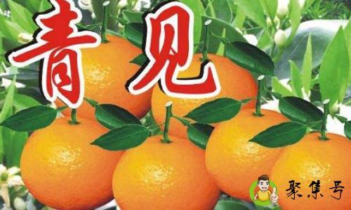 青见和春见的区别