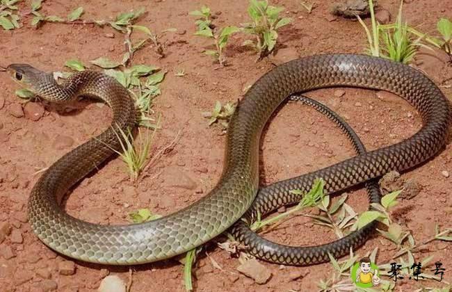 宠物蛇有感情吗