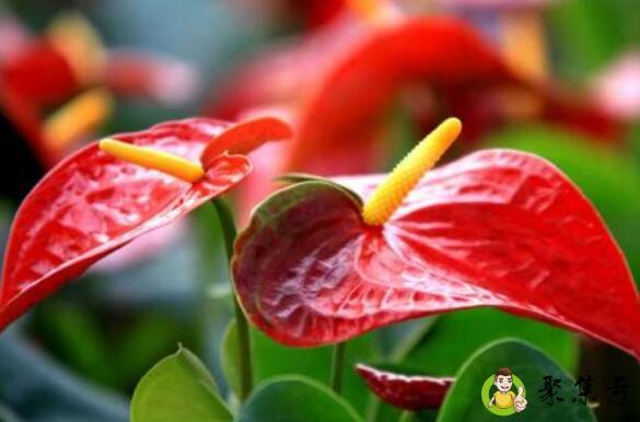 红掌养殖秘诀