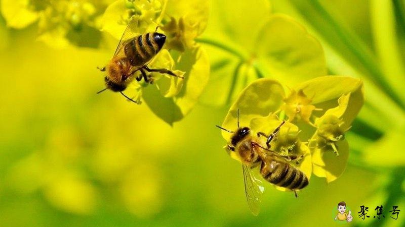 蜜蜂喜欢吃什么