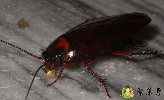 蟑螂怕什么植物盆栽