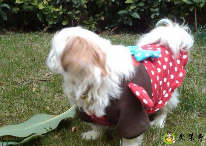 西施犬智商多少