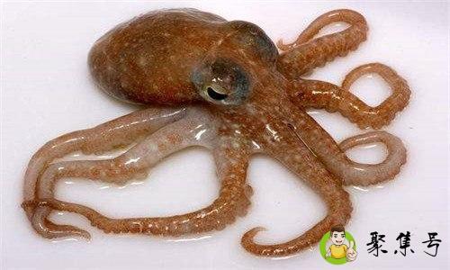 章鱼足开水下锅还是冷水