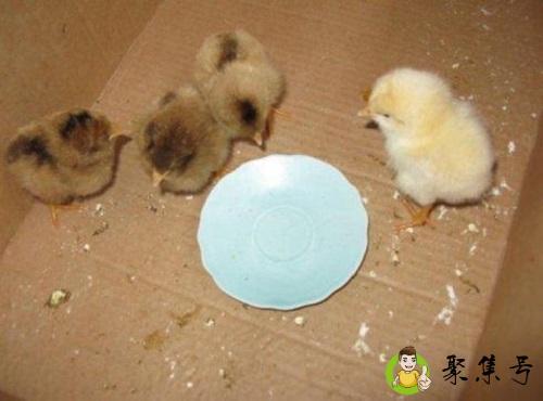 小鸡啄米什么意思啊