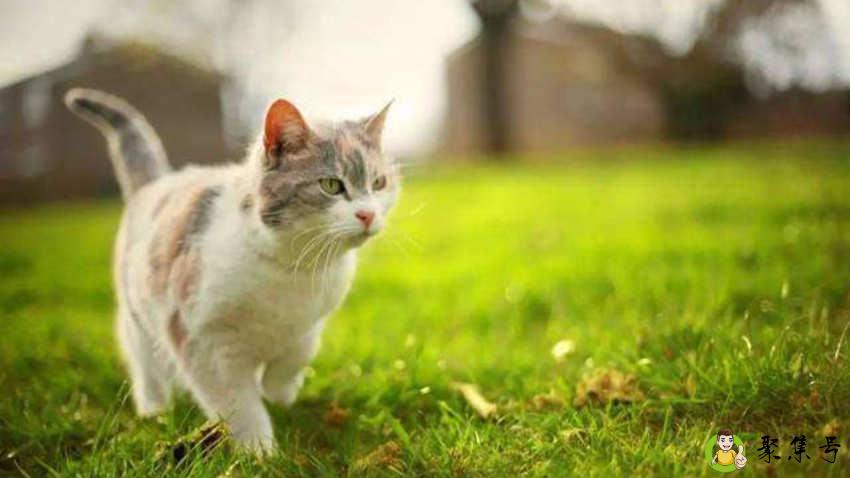 猫驱虫方式是什么