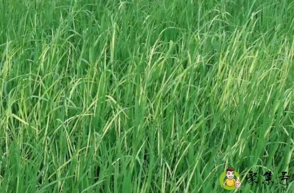 千金子与矶子草的区别