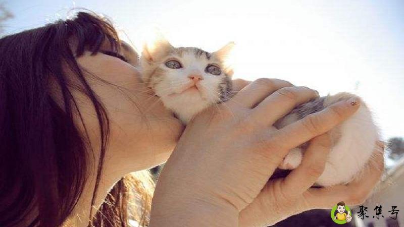 什么是吸猫群体