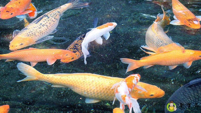 鱼在水里喝水吗