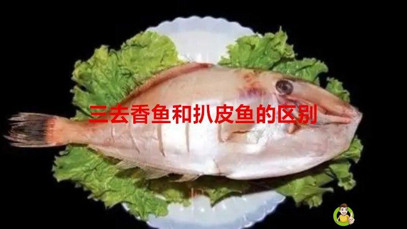 三去香鱼和扒皮鱼的区别