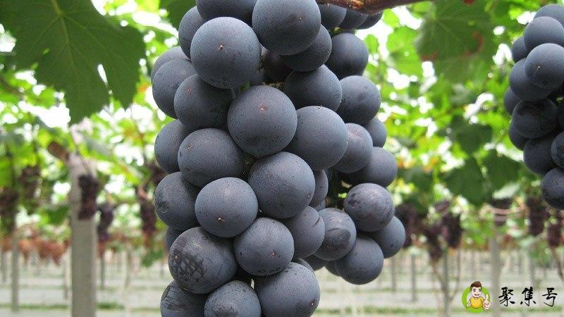 葡萄皮和葡萄籽可以吃吗
