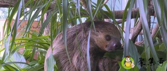 树懒和蜗牛哪个慢