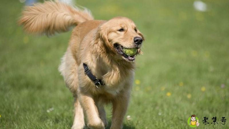 把狗送人有讲究吗