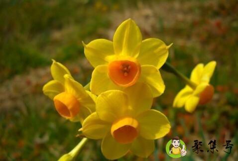 黄色寓意和象征