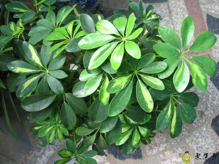 七叶子是什么意思山东